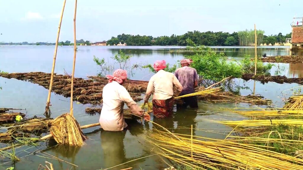 রাজা পাট চাষে উৎসাহ বাড়ছে সারা দেশের চাষীদের খোলা বাজারে পাটের দাম দ্বিগুণ বৃদ্ধি হয়েছে…।