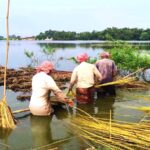 রাজা পাট চাষে উৎসাহ বাড়ছে সারা দেশের চাষীদের খোলা বাজারে পাটের দাম দ্বিগুণ বৃদ্ধি হয়েছে…।