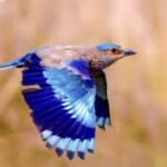 প্রকৃতিতে আজ সানাইয়ের সুর উমা চলেছে আজ বহু বহু দূর…।