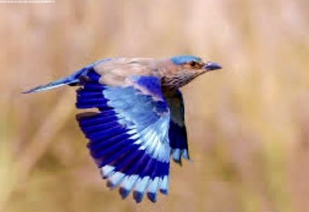 প্রকৃতিতে আজ সানাইয়ের সুর উমা চলেছে আজ বহু বহু দূর…।