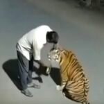 Raju Patel a 52-year-old laborer, patting a tiger he mistook for a “big cat” after a late-night card game….