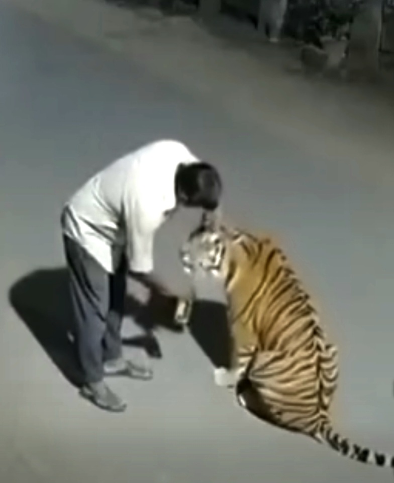 Raju Patel a 52-year-old laborer, patting a tiger he mistook for a “big cat” after a late-night card game….
