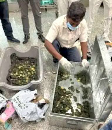 ব্যাংকক থেকে কলকাতায় ব্যাগে ৭০৭ কচ্ছপ…!